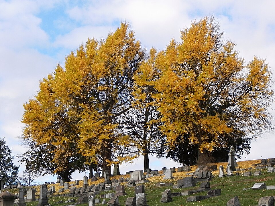 Two Ginkgo trees
