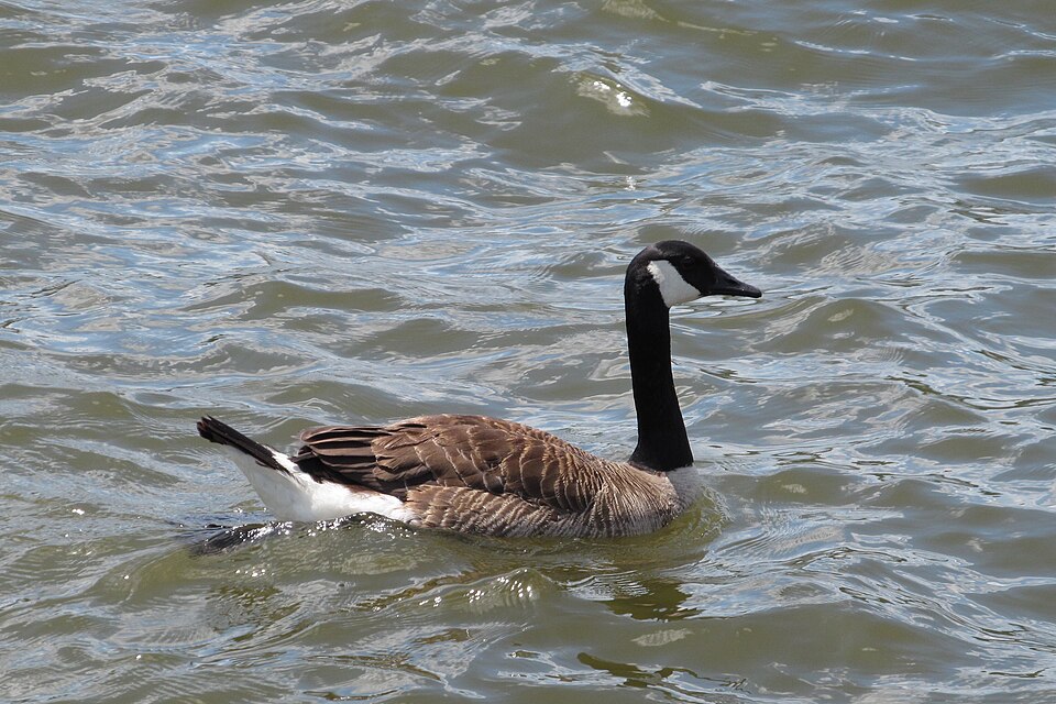 Branta canadensis, or Canada Goose