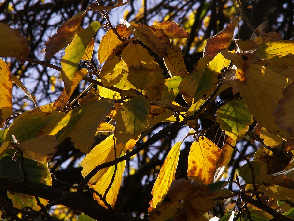 Hamamelis vernalis in fall color