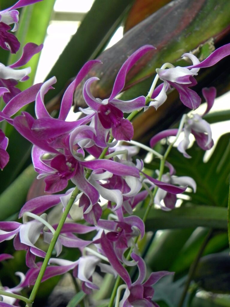 Dendrobium Remy Hartmann