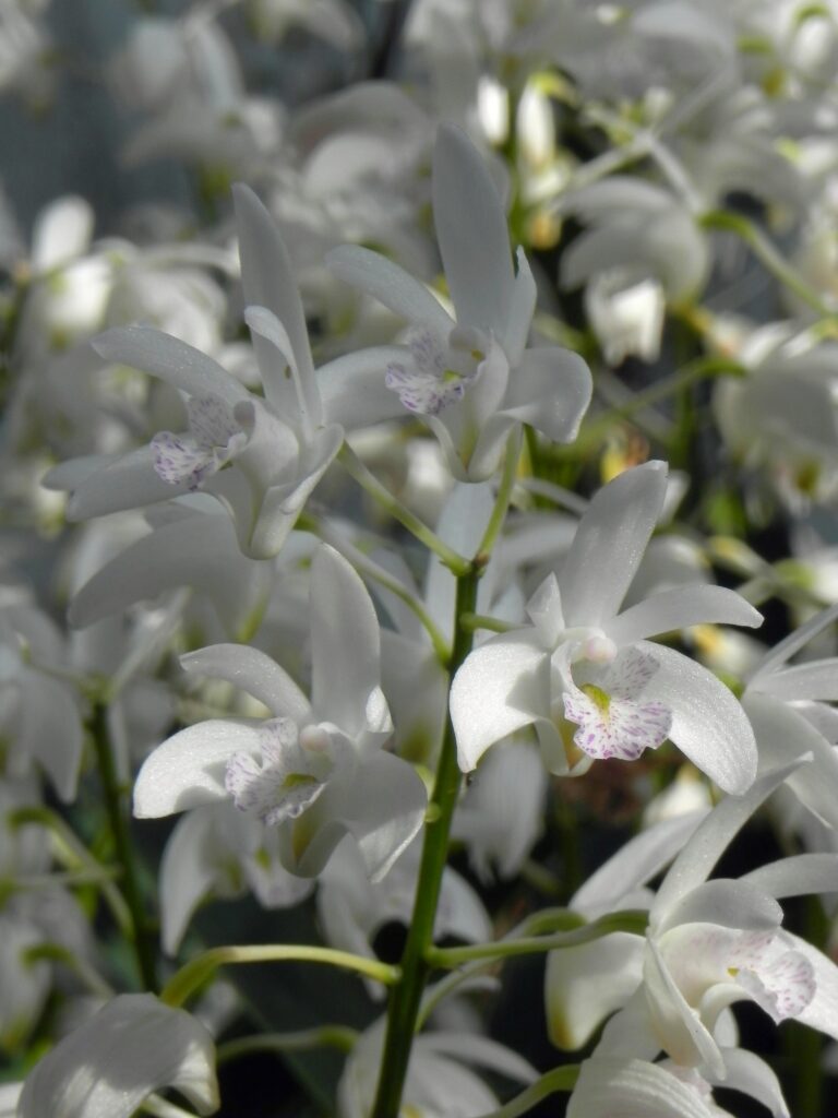 Dendrobium specio-kingianum.