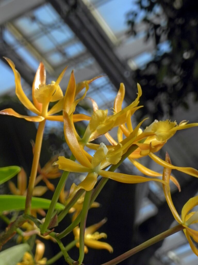 Epidendrum ciliare var. oerstedii