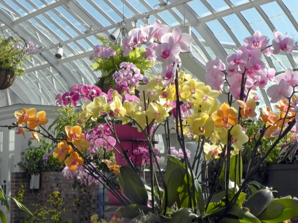 Orchids in the Sunken Garden.