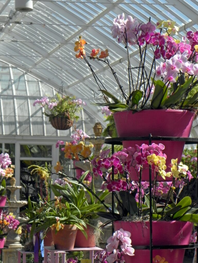 Orchids in the Sunken Garden.
