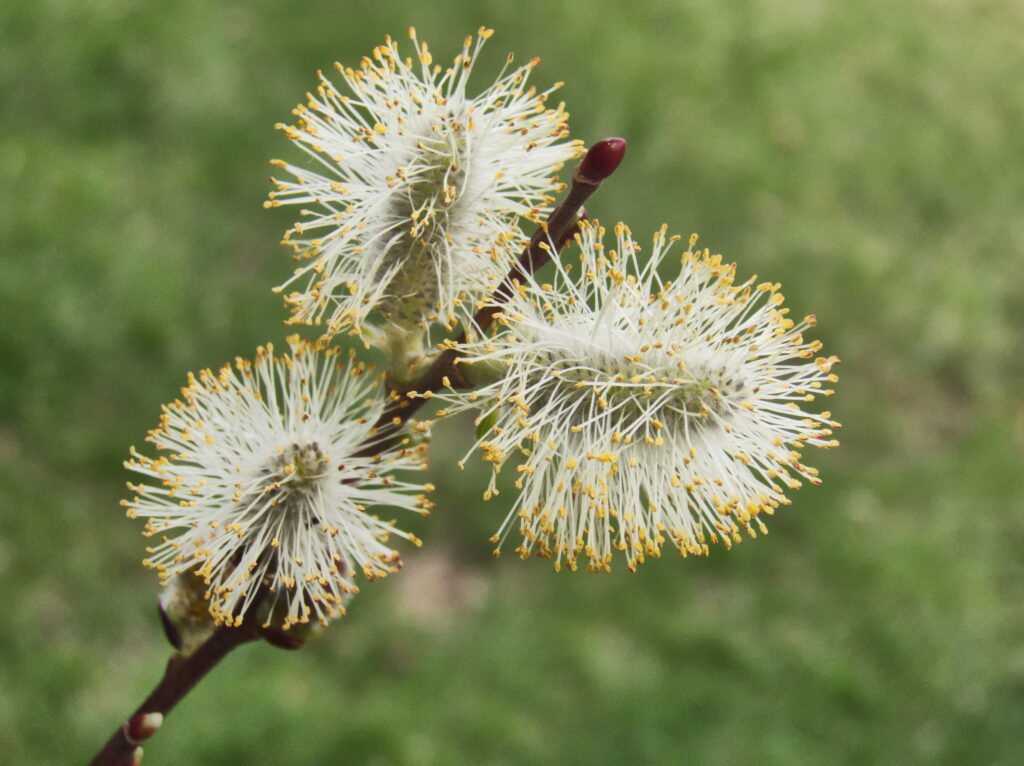 Pussy-willow catkin with explosion of stamens