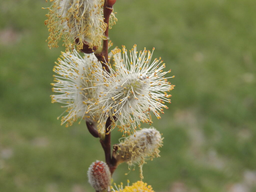 Pussy-willow catkin with explosion of stamens