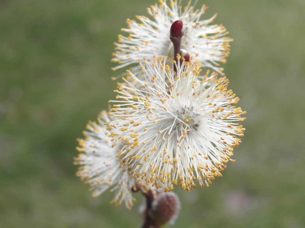 Pussy-willow catkin with explosion of stamens