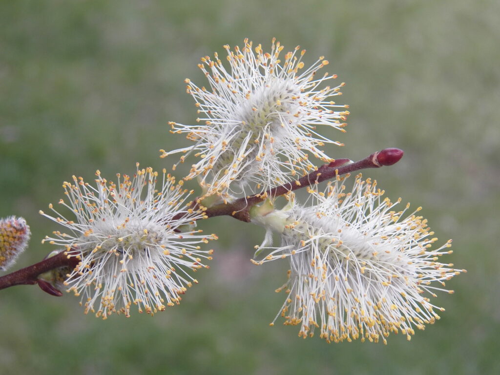 Pussy-willow catkin with explosion of stamens