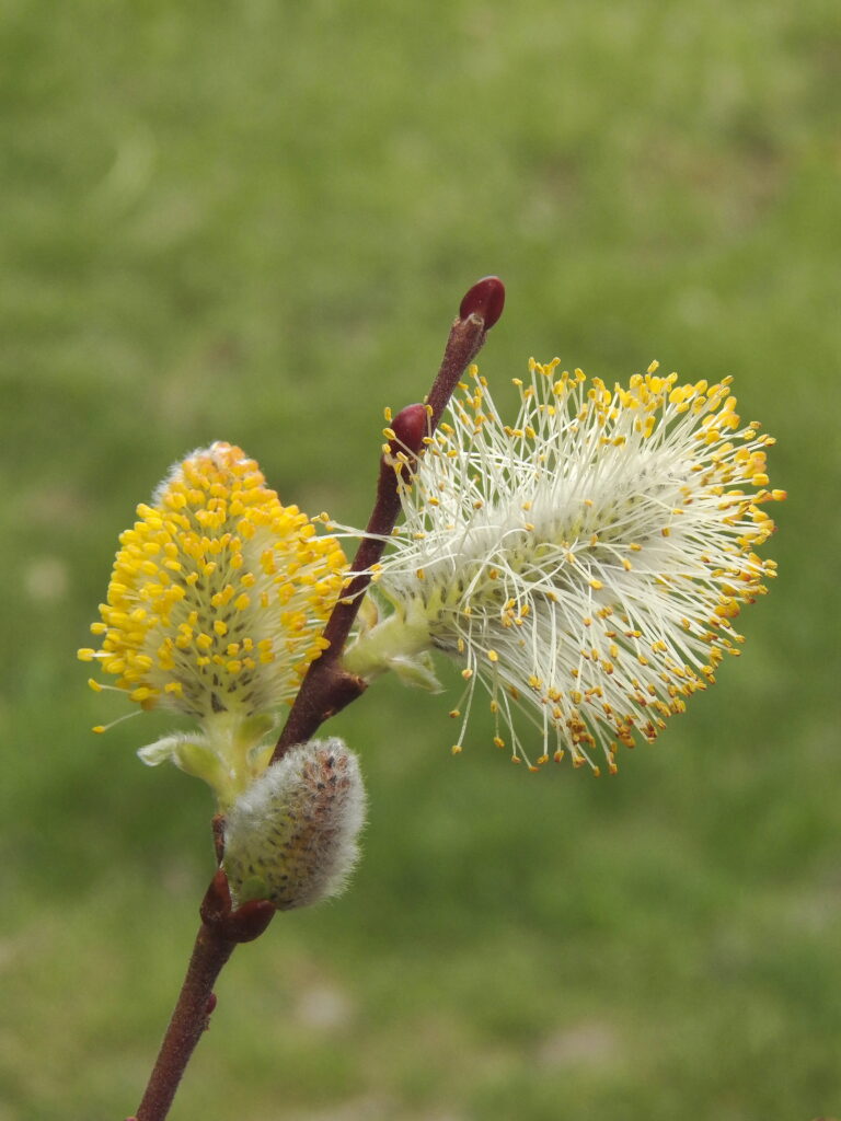 Pussy-willow catkin with explosion of stamens