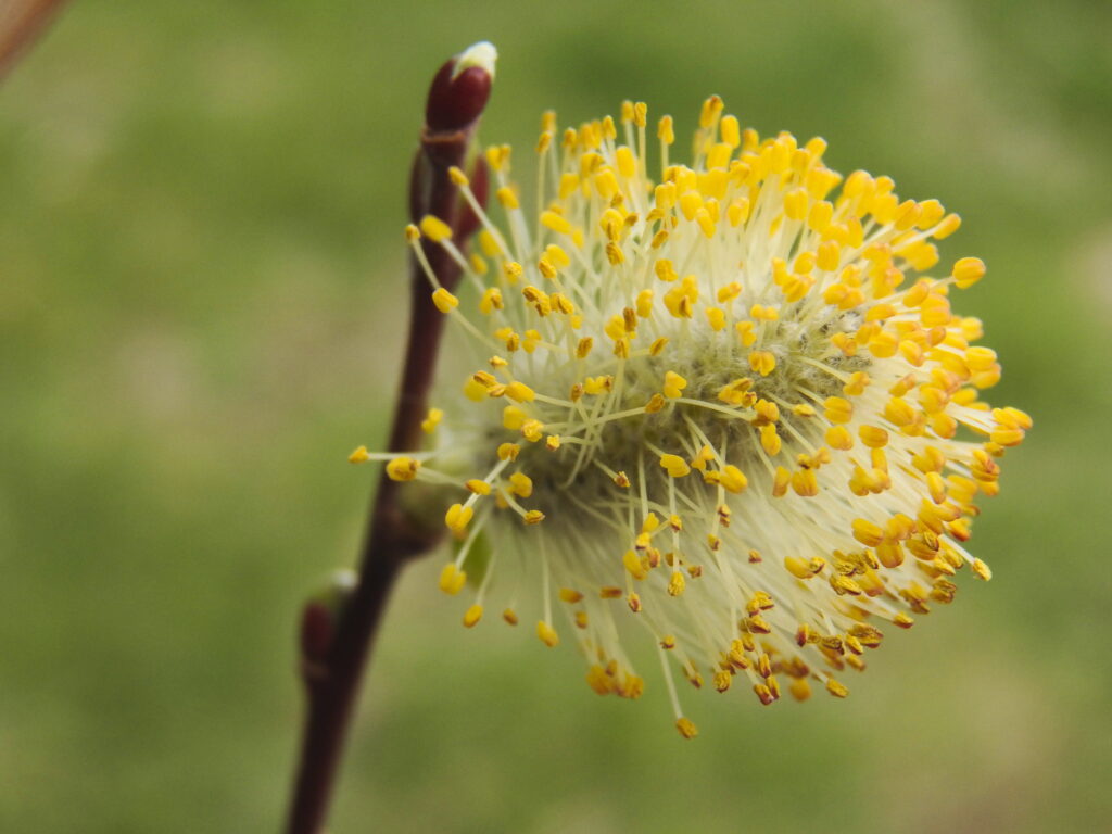 Pussy-willow catkin with explosion of stamens