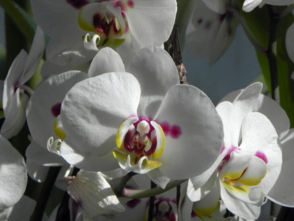 Phalaenopsis ‘No ID.’