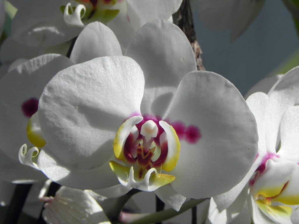 Phalaenopsis ‘No ID.’