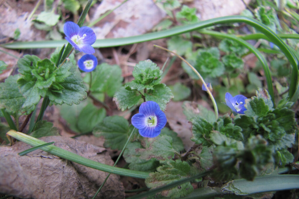 Persian Speedwell (Veronica persica)