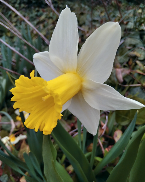 Daffodil