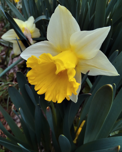 Daffodil