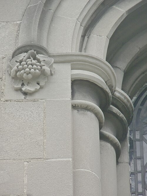 Vine