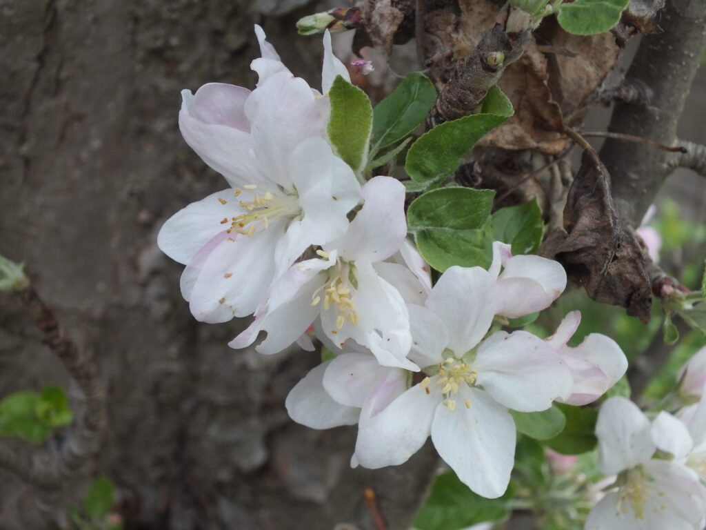 Apple blossoms