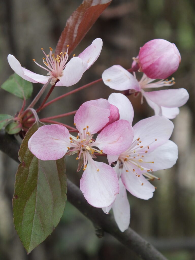 Crabapple blossoms