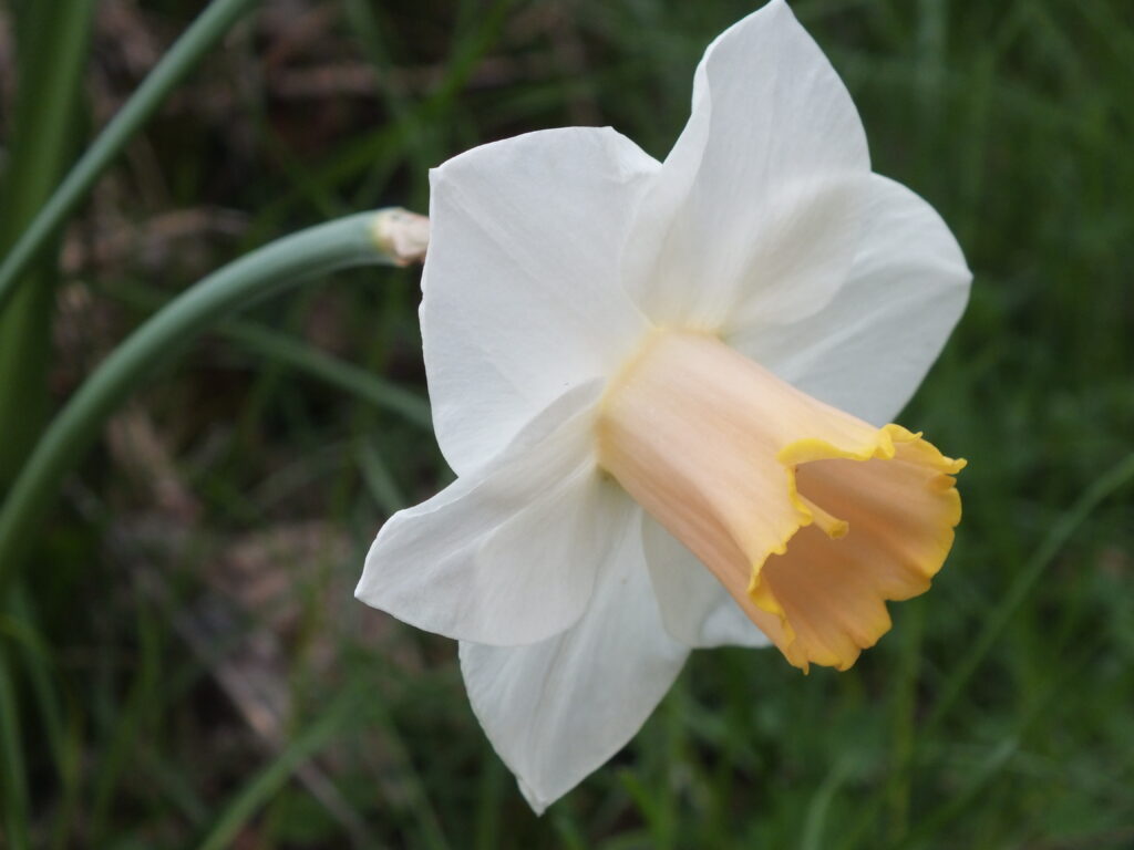 White daffodil with orange trumpet