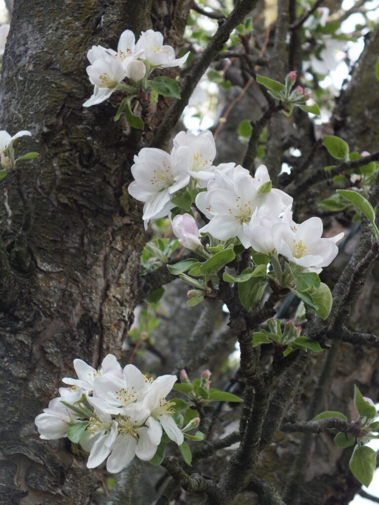 Apple blossoms