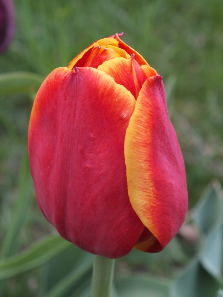 Red tulip