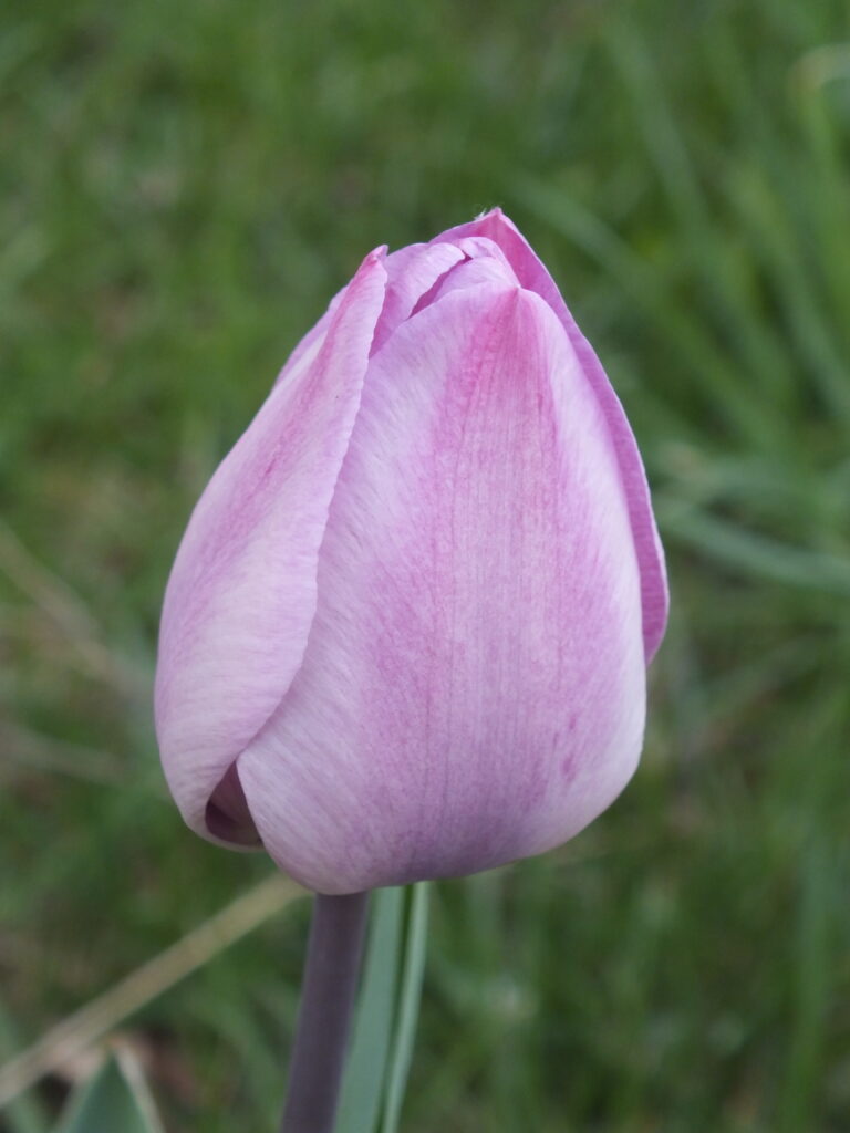 Mauve tulip