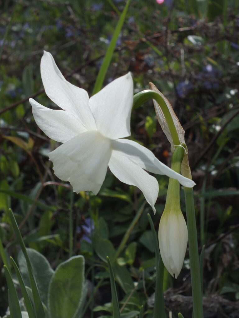 Narcissus