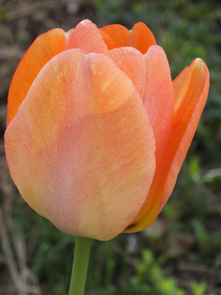 Orange tulip