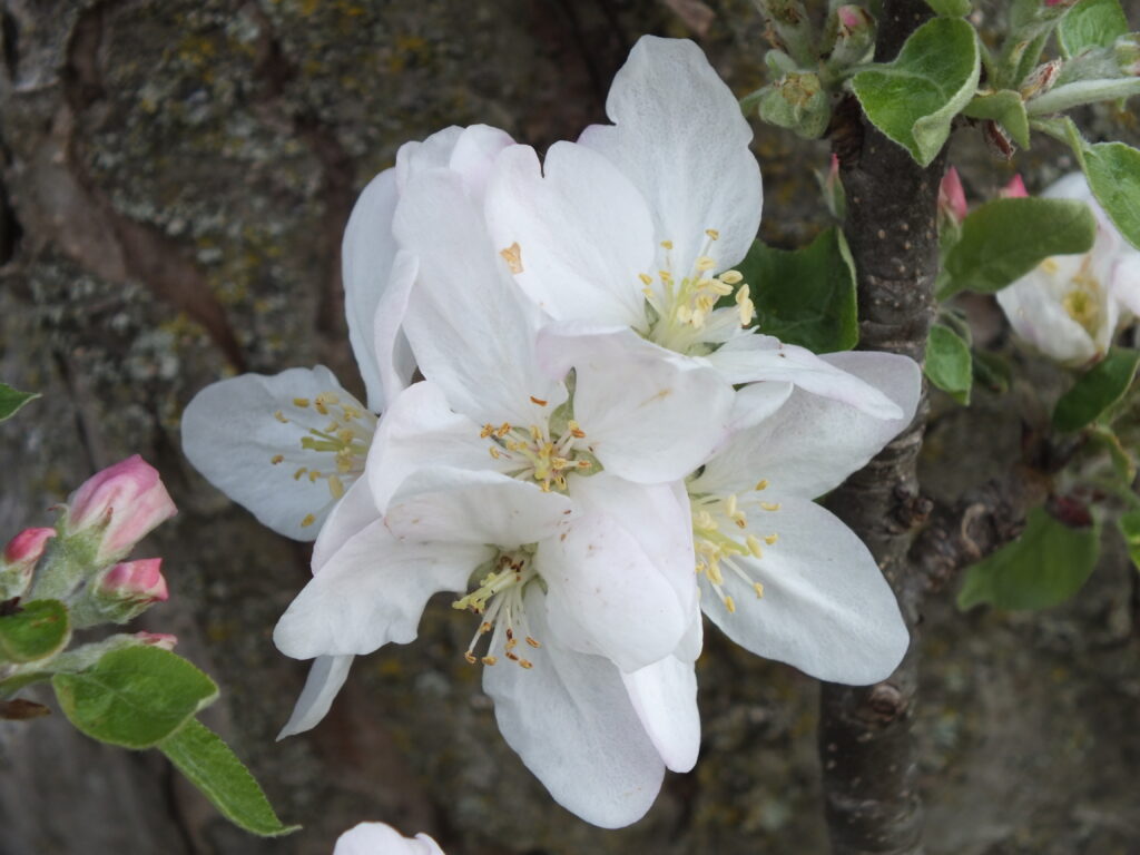 Apple blossoms