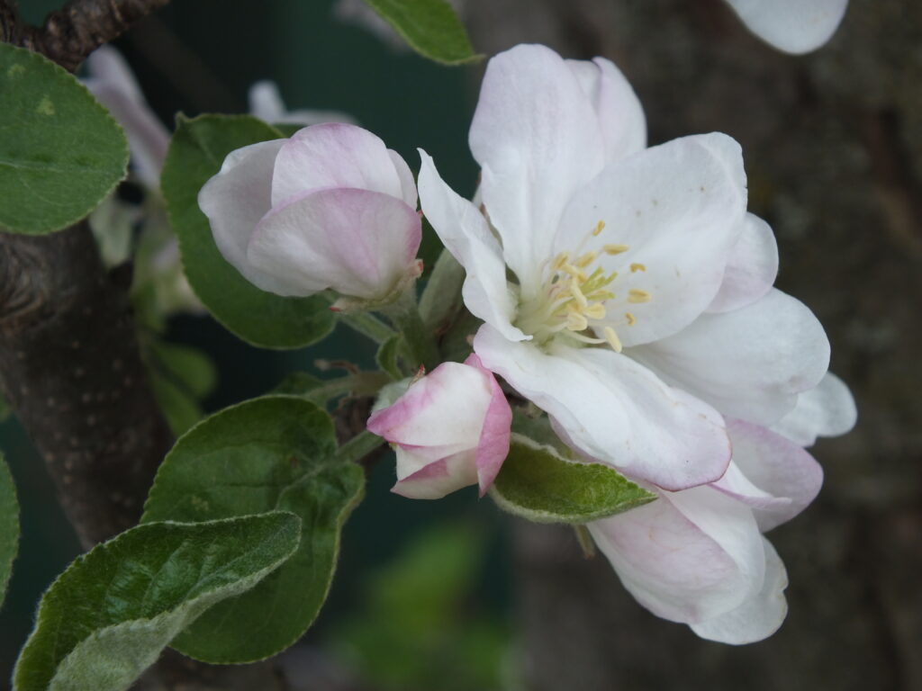 Apple blossoms
