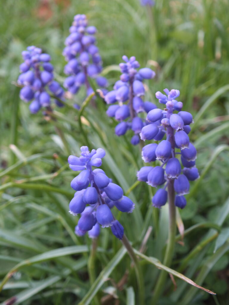 Grape hyacinths