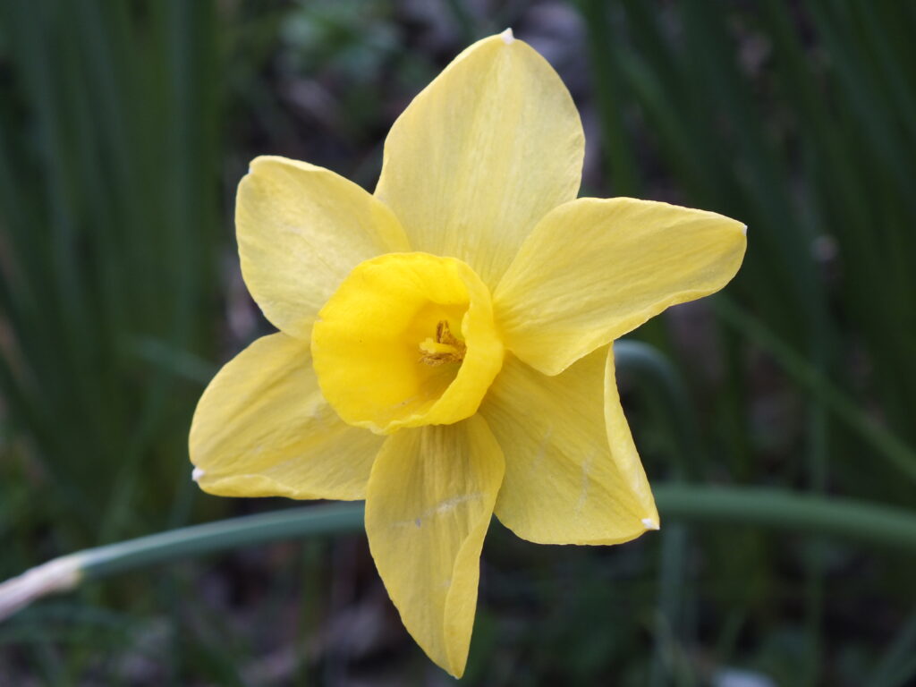 Yellow daffodil