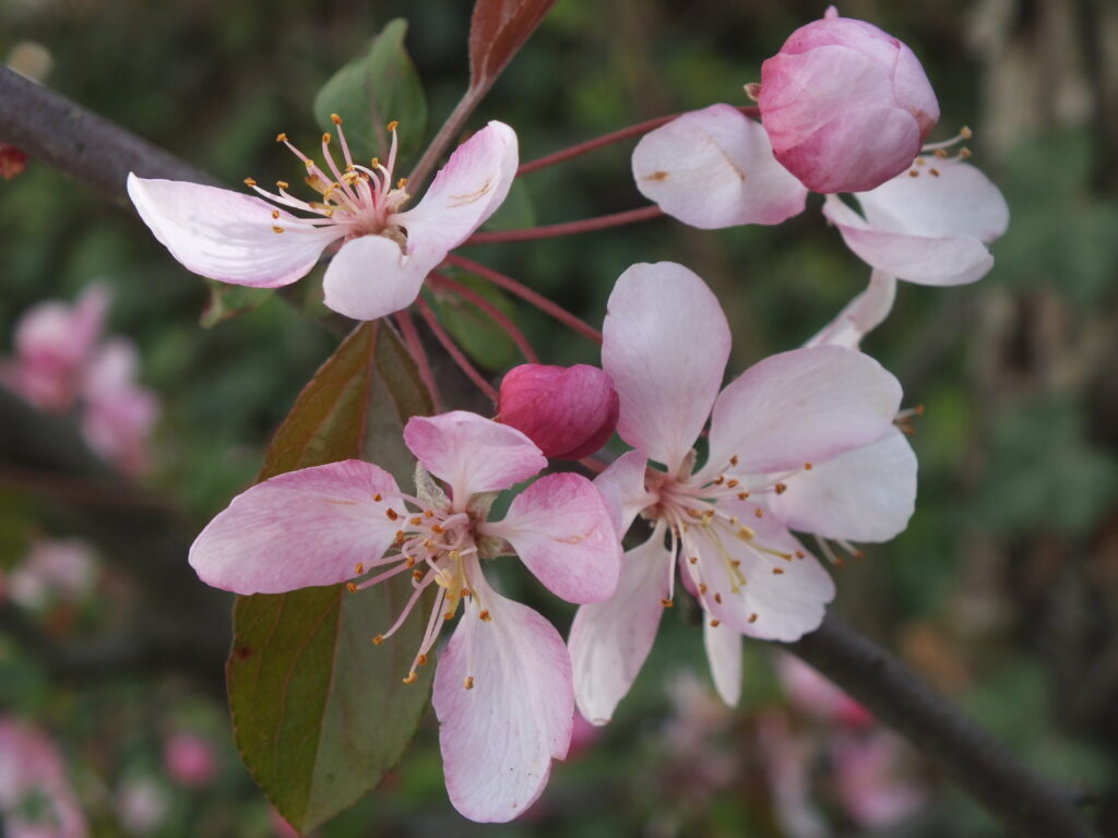 Crabapple blossoms