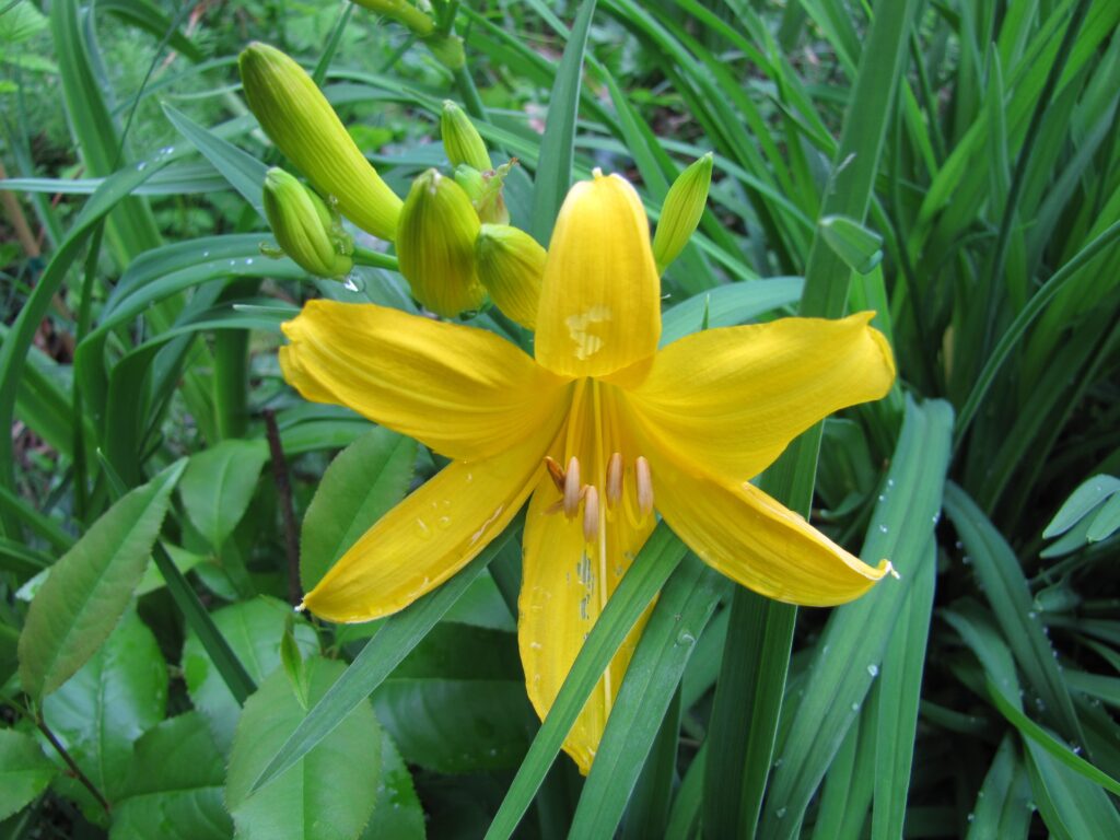 Yellow daylilies