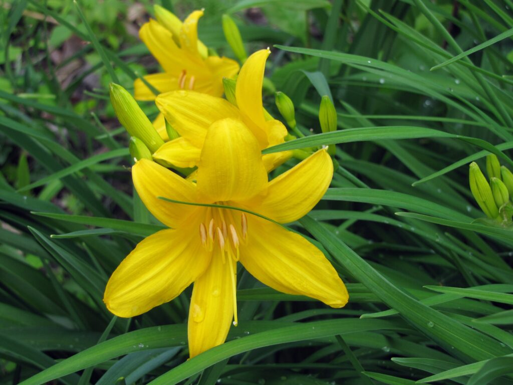 Yellow daylilies