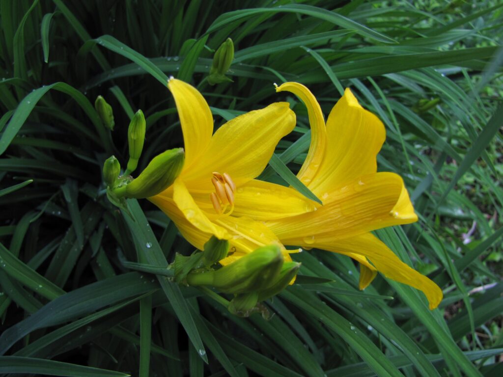 Yellow daylilies