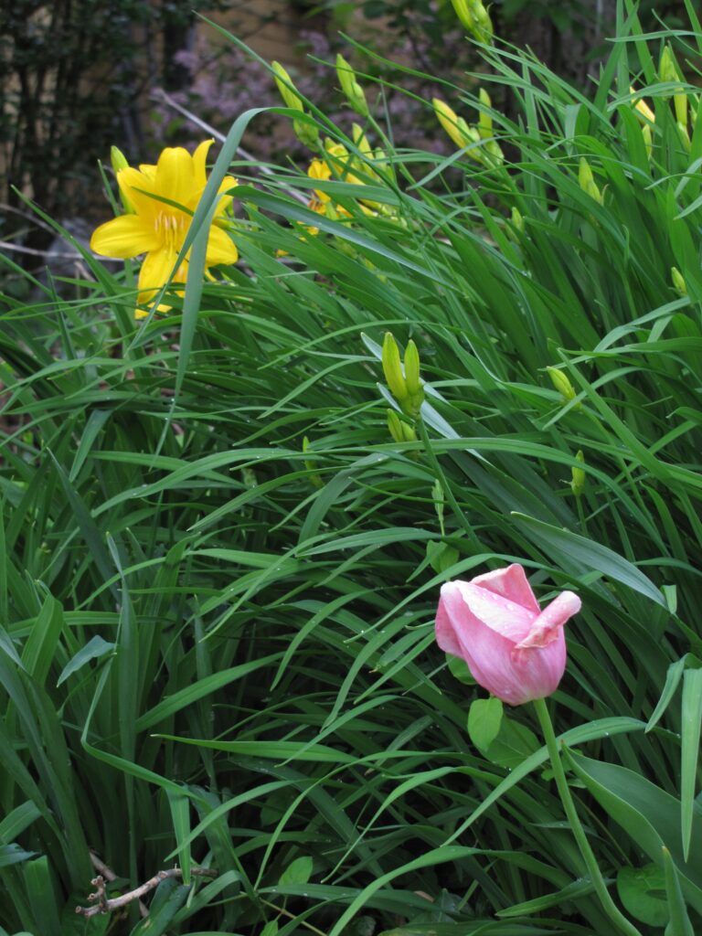 Yellow daylilies and pink tulip