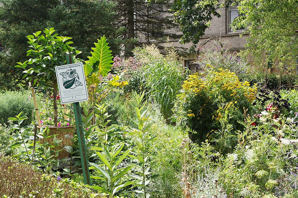 Monarch waystation