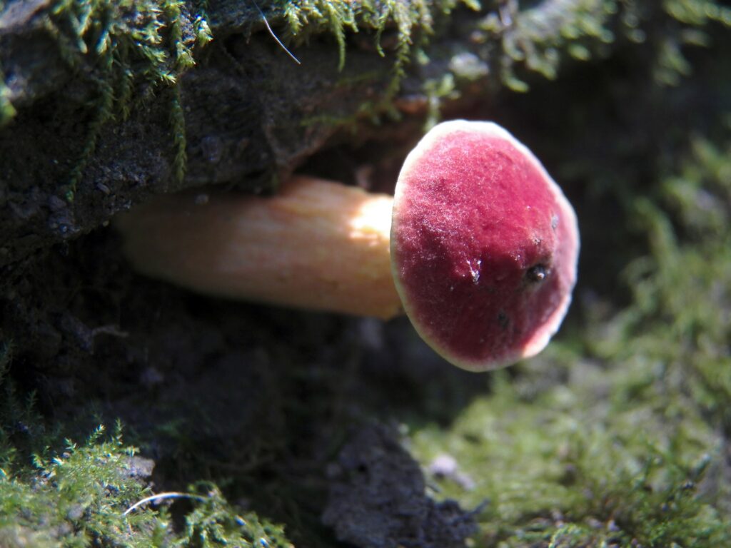 Tiny red-capped mushroom
