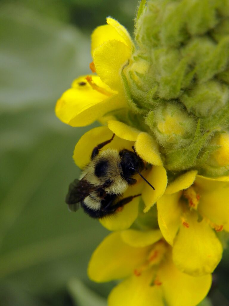 Bumblebee on Verbascum thapsis