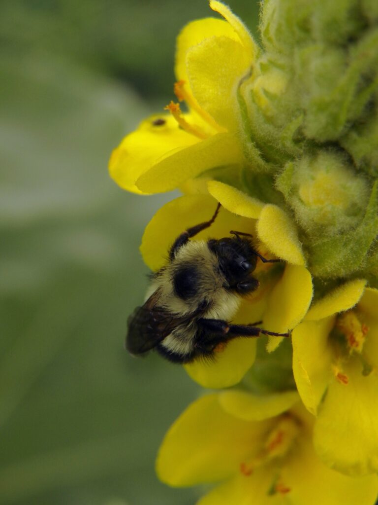 Bumblebee on Verbascum thapsis