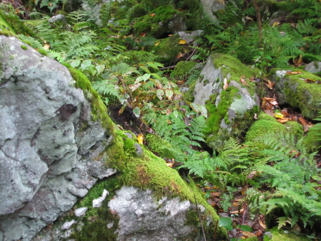 Forest floor with moss-covered rocks and ferns