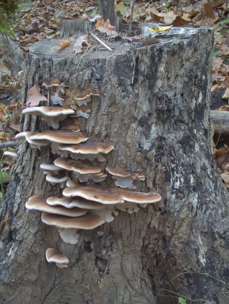 Stump with Resinous Polypores