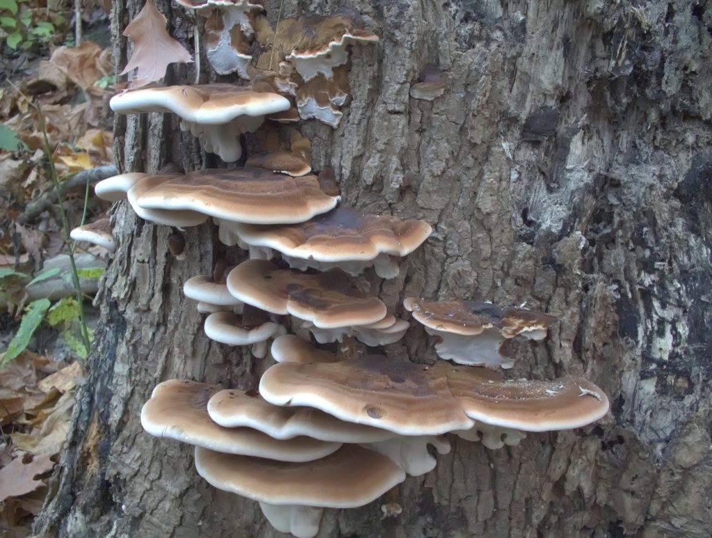 Stump with Resinous Polypores